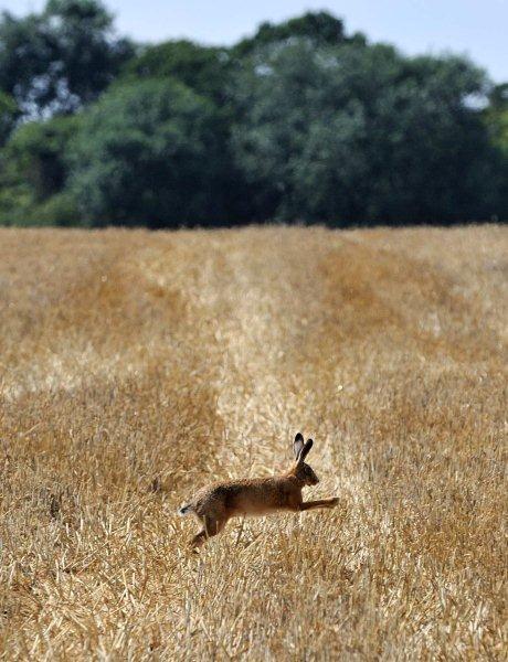 A hare at Buckland